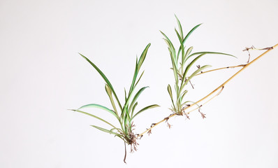 plant isolated on white background