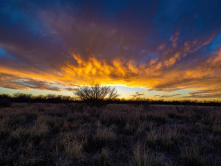 Fototapeta na wymiar yellow sunset across a field