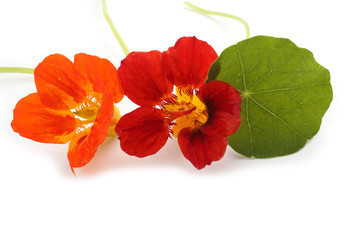 Nasturtiums isolated on white