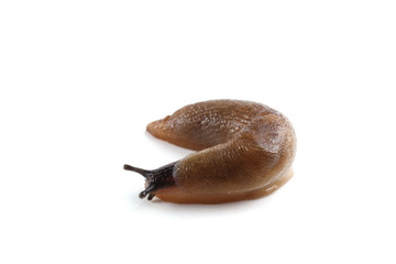 Slug isolated on white