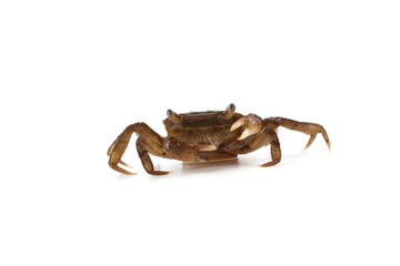 Little crab isolated on white