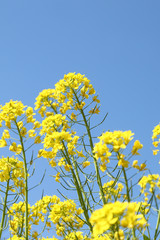 青空と菜の花