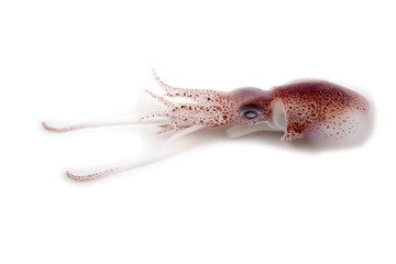 Little cuttlefish isolated on white