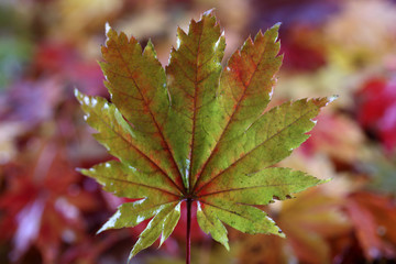 Autumn maple leaf and unfocused fallen leaves background. Abstract
