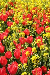 チューリップと菜の花