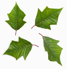 green leaf isolated on white background