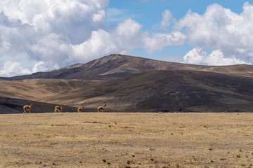 Vicuna in Peru Highlands Andes Mountains