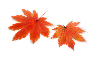 Fototapeta premium Autumn maple leaf