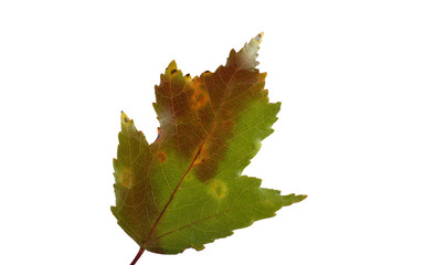 Autumn maple leaf (Amur maple, Acer ginnala)
