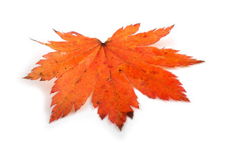 Autumn maple leaf