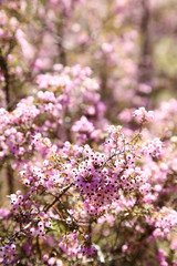 ジャノメエリカの花