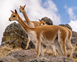 Vicuna Chaccu in Peru Highlands