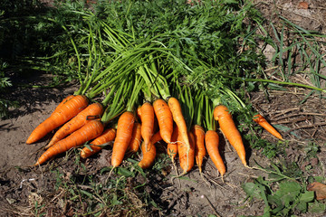 Carrots harvest on field