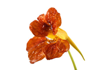 Growing nasturtium isolated on white