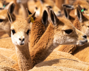 Vicuna Chaccu in Peru Highlands