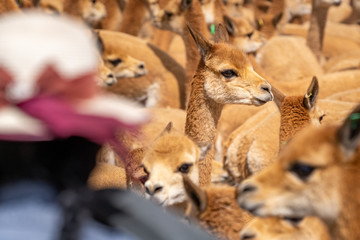 Vicuna Chaccu in Peru Highlands