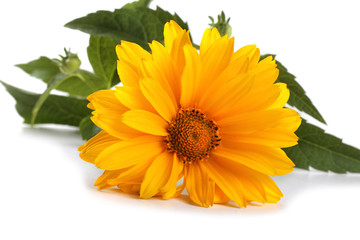 Yellow chamomile isolated on white