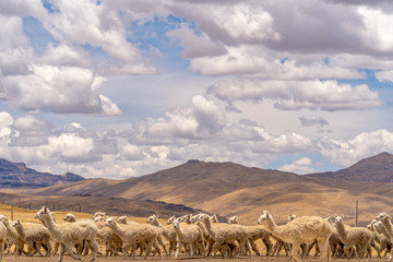Alpaca in Peru Highlands