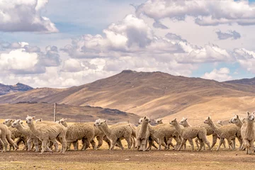 Foto auf Alu-Dibond Alpaca in Peru Highlands © Wasim