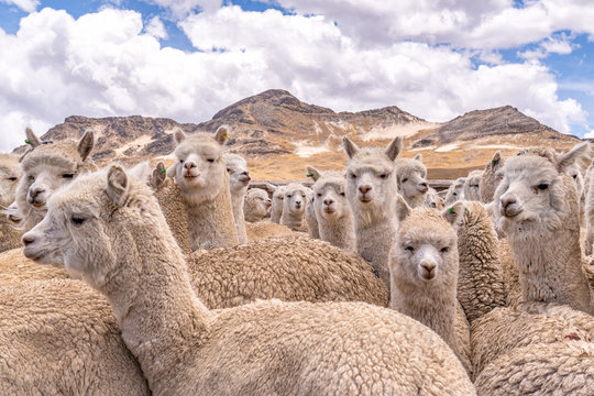 Alpaca in Peru Highlands