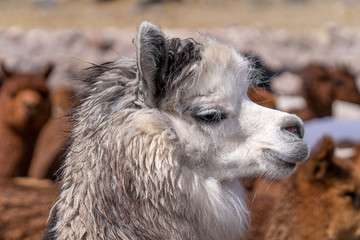 Fototapeta premium Alpaca in Peru Highlands