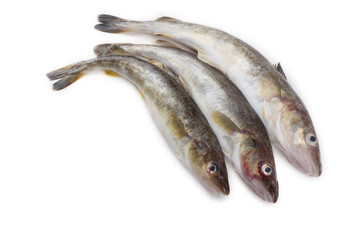 Saffron cod isolated on white