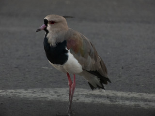 Obraz premium taking advantage of the day to photograph birds of the species Quero-Quero