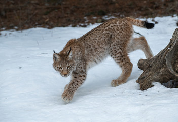 Siberian Lynx © Chris