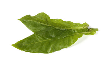 Two tobacco leaves