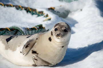 A close up of a large harp seal laying on fresh white snow. The animal has its head up in the air looking straight ahead. The seal has grey fur with dark spots and two large flippers with long claws. © Dolores  Harvey