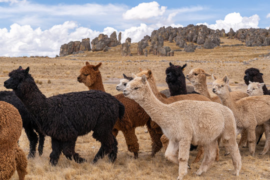 Alpaca in Peru Highlands Andes Mountains