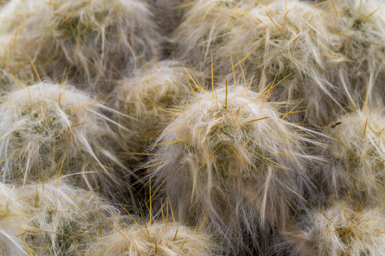 Cactus in Peru Highlands