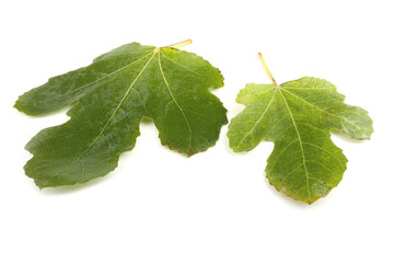 Two fig leaves