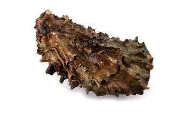 Oyster
