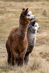 Alpaca in Peru Highlands Andes Mountains
