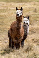 Obraz premium Alpaca in Peru Highlands Andes Mountains