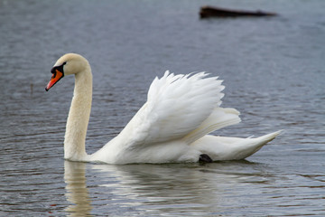  Swans on the lake