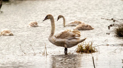 Swans on the Olt river in Romania