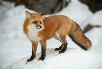 Obraz premium Red fox in. winter forest