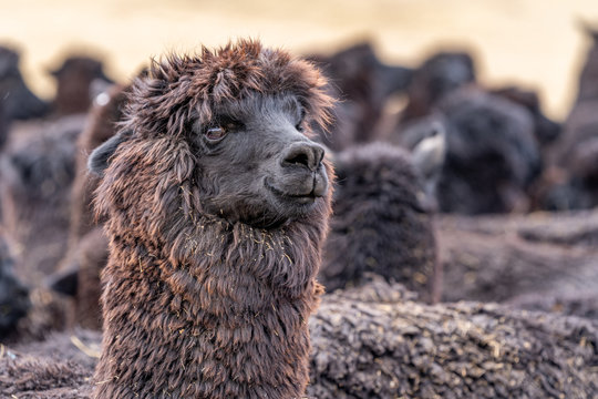 Alpaca in Peru Highlands Andes Mountains