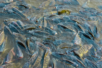 Tilapia, a freshwater fish that is popularly reared in the industry, is floating near the water surface to wait for the pellet feeding.