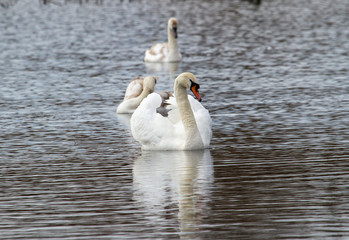  Swans on the lake