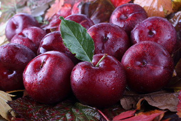 Plums on autumn leaves