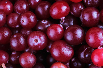 Cranberry background