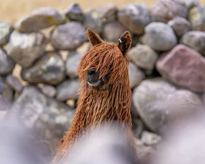 Fotobehang Alpaca in Peru Highlands Andes Mountains © Wasim
