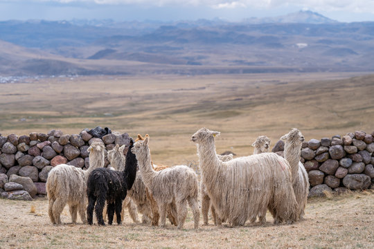 Alpaca in Peru Highlands Andes Mountains