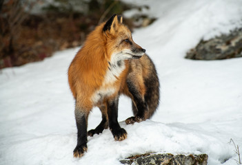 Red fox in. winter forest