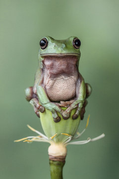 Dumpy tree frog on a lotus flower, Indonesia