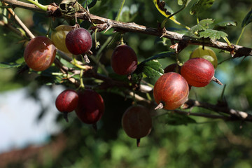 Growing gooseberry