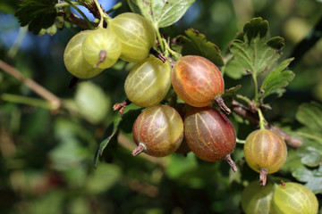 Growing gooseberry